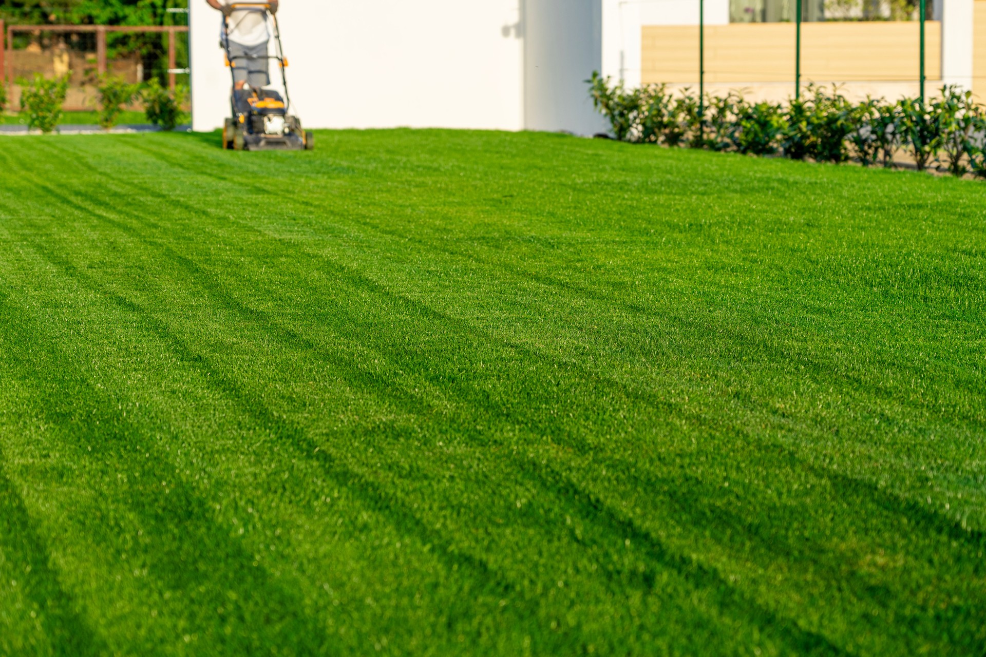 green grass cutting with lawn mower in home garden